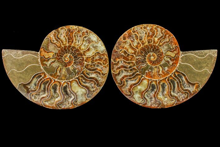 Agate Replaced Ammonite Fossil - Madagascar #158331